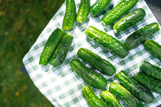 Fresh cucumbers on picnic cloth in sunny garden setting