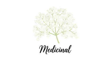 Obraz premium Minimalist Hand Drawn Elderflower Plant Illustration with Medicinal Text Concept