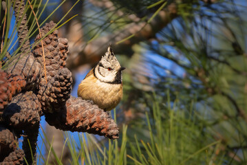 Crested Tit perched on a branch in the morning light © philippe paternolli
