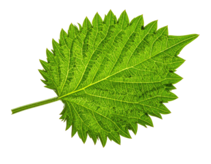 A vibrant green leaf with serrated edges and intricate vein patterns against a black backdrop