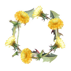 A round frame of yellow dandelions on an isolated background. Watercolor illustration of a wreath of realistic wildflowers. Floral vintage template with an empty place to insert.