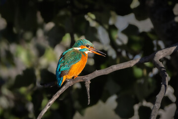 Common Kingfisher in the light of an autumn morning