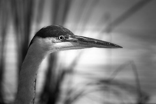 Grey Heron in the light of an autumn morning