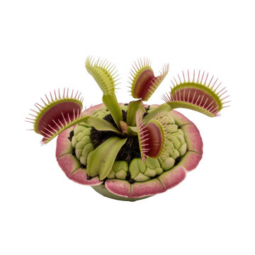 Venus flytrap plant with open red and green traps and serrated edges isolated on a transparent background