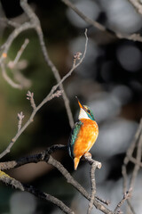 Common Kingfisher in the light of an autumn morning