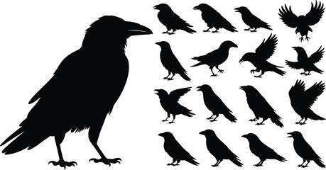 Obraz premium Crow, raven, bird, silhouette, silhouettes, wings, flying, standing, wildlife, nature, beak, feathers, animal outline, vector art, minimal design, dark icons, black graphics, collection, set