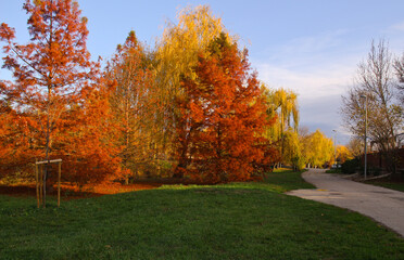 autumn leaves with blue sky