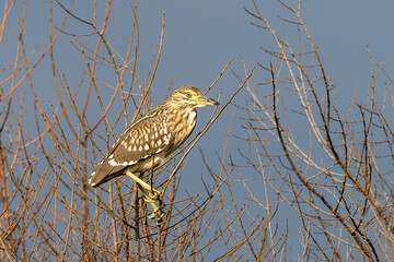 The Black crowned Night Heron lives freely in nature