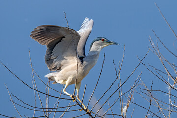 The Black crowned Night Heron lives freely in nature