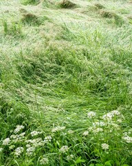 depressed meadow after storm in the sun