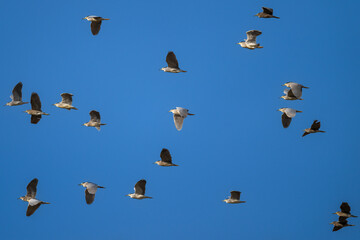 The Black crowned Night Heron lives freely in nature