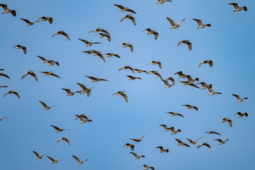 The Black crowned Night Heron lives freely in nature