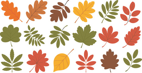 Autumn, leaves, fall, foliage, oak, maple, birch, forest, seasonal, botanical, warm, colors, vector, silhouette, silhouettes, outline, outlines, illustration, collection, set