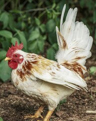small white dwarf cock looking for food