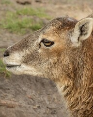 Fallow deer in the landscape