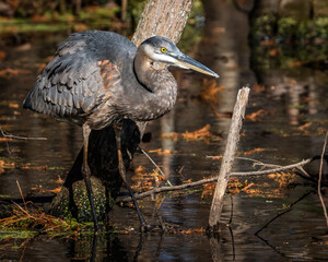 Great Blue Heron around the lake