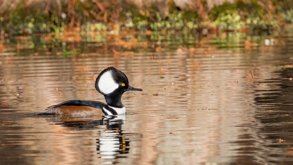 Hooded merganser in the pond