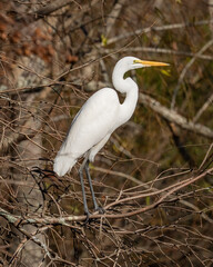 Great Egret posing and in flight