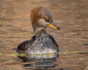Hooded merganser in the pond