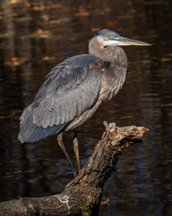 Great Blue Heron around the lake