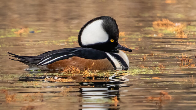 Hooded merganser in the pond