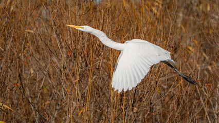 Great Egret posing and in flight