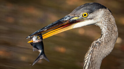 Great Blue Heron around the lake