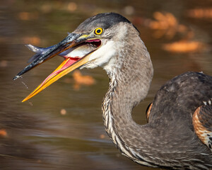 Great Blue Heron around the lake