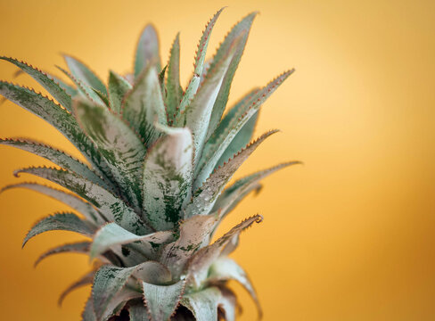 Close-up of pineapple with vibrant yellow background