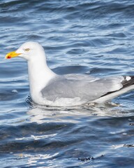seagull on the sea
