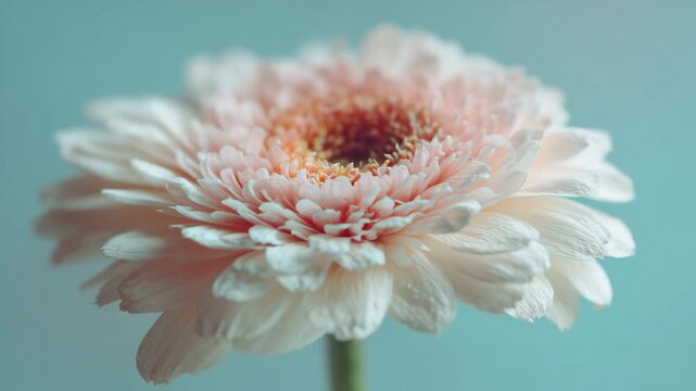 pink gerber daisy, flower