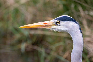 Grey Heron (Ardea cinerea) - Common in wetlands rivers and lakes across Europe and Asia