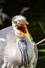Grey Heron (Ardea cinerea) - Common in wetlands rivers and lakes across Europe and Asia