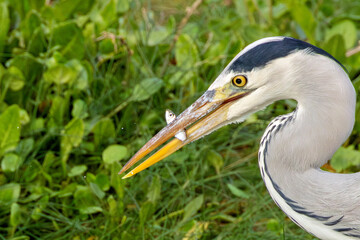Grey Heron (Ardea cinerea) - Common in wetlands rivers and lakes across Europe and Asia