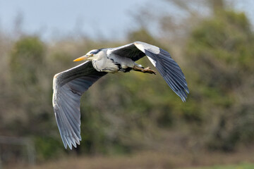 Grey Heron (Ardea cinerea) - Common in wetlands rivers and lakes across Europe and Asia