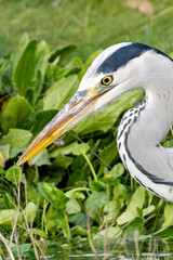 Grey Heron (Ardea cinerea) - Common in wetlands rivers and lakes across Europe and Asia
