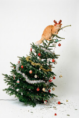 Ginger cat wearing reindeer antlers tipping over decorated Christmas tree isolated on white background vertical studio shot for holiday mischief concept