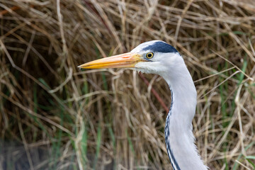 Grey Heron (Ardea cinerea) - Common in wetlands rivers and lakes across Europe and Asia