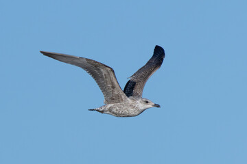 Herring Gull (Larus argentatus) - Common along coasts and urban shorelines across Europe