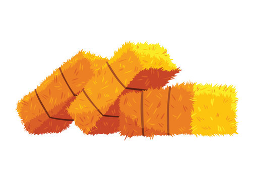 Golden color bale of hay. Bale of hay or straw isolated on white background. Flat dried haystack, farming haymow bale hayloft, agricultural rural haycock