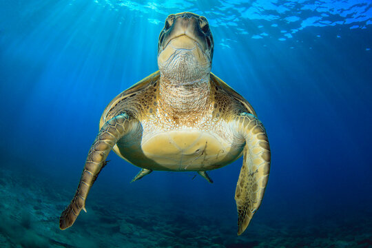 Tortuga nadando en el azul de Tenerife