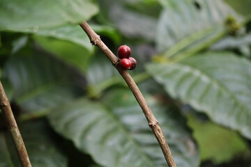 Coffee berries in a coffee estate at Coorg, India