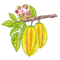 Watercolor Starfruit hanging from blooming tree branch, green leaf foliage. Whole yellow tropical Carambola or Bilimbi. Botanical exotic star apple. Hand drawn illustration isolated white background