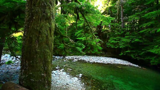 a video of an glacial water creek in Mount Rainier National Park  Washington State