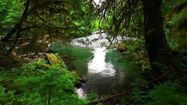 a picture of the Olympic NationalPark and North Fork
Skokomish river