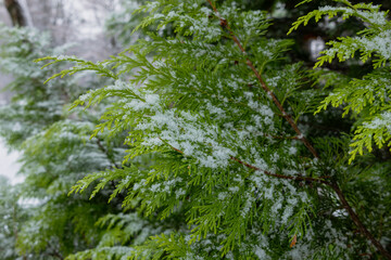 Snow on thuja tree branches in winter. Close-up natural photography of evergreen foliage with snow.