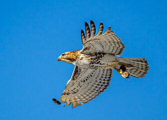 Fototapeta premium hawk in flight