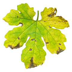 Yellowing Bitter Gourd Leaf (Momordica Charantia) Drying