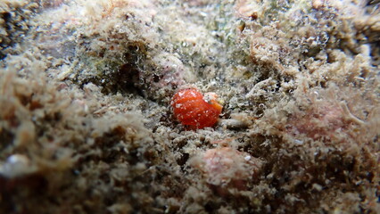 Angulate nassa or smooth western nassa, thick-lipped dog whelk (Tritia incrassata) shell undersea, Ligurian Sea, Italy, Imperia