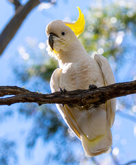 Cockatoo on branch looking at camera
